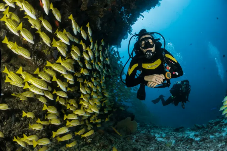 Mergulhador ao lado de um cardume de peixes amarelos