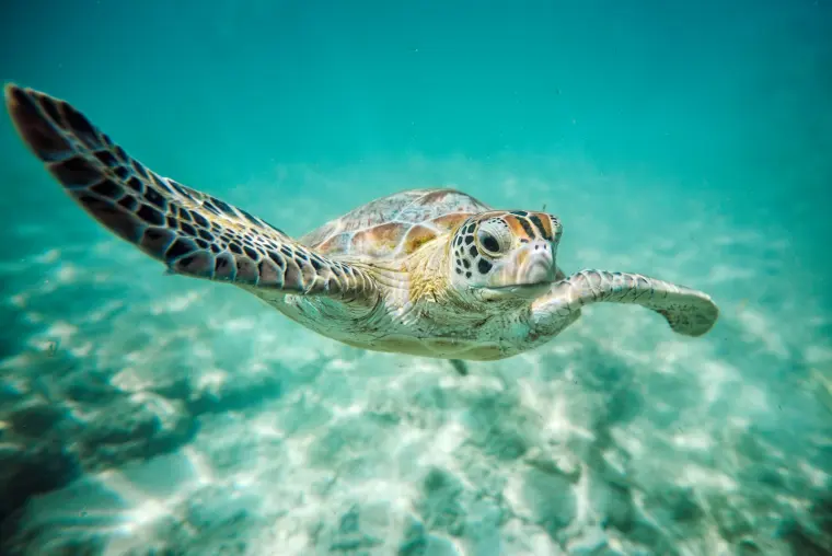 Tartaruga marinha nadando em água cristalina